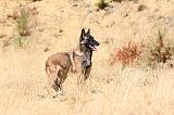 MALINOIS 209